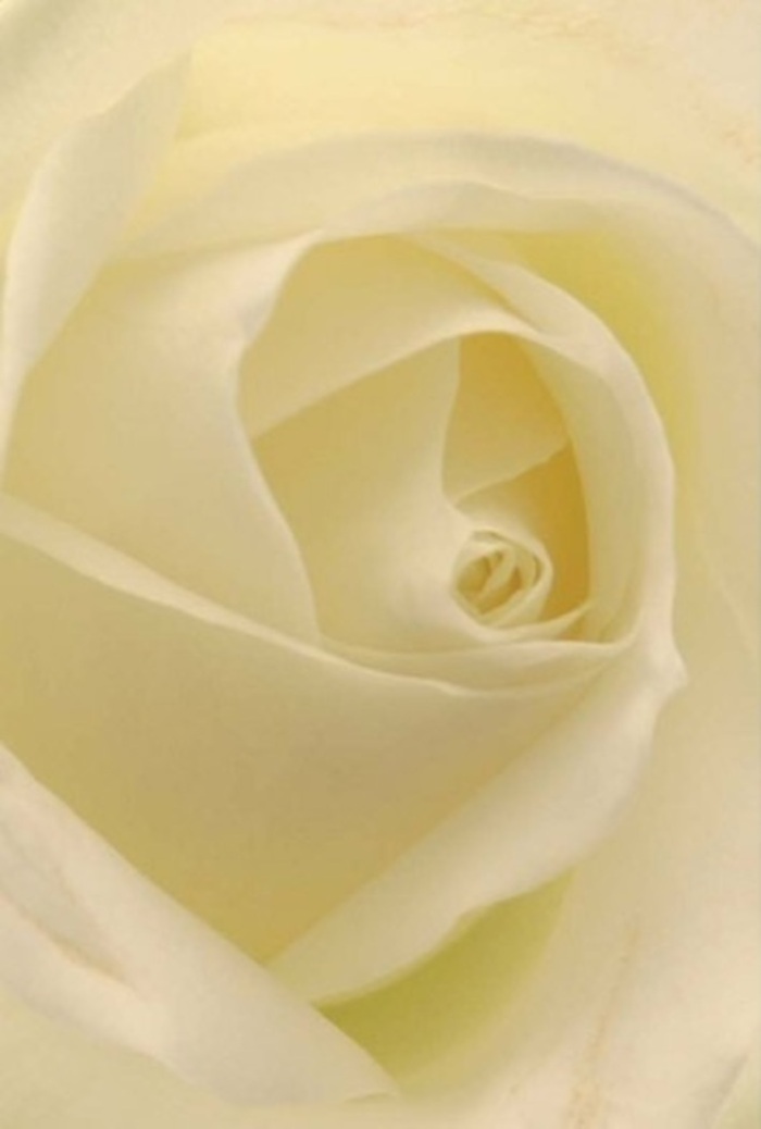 Gazing upon this immaculate white rose captured in close detail, you are drawn into an experience of pure serenity that reflects the refined charm of Hoddesdon. The petals unfurl with gentle confidence, each one awash in shades of white and cream, giving an illusion that the bloom glows with its own quiet light. The texture is creamy and soft, with a matte finish reminiscent of fine silk-inviting thoughts of peaceful walks by the River Lea or contemplative moments in the town's tranquil gardens. This rose embodies the florist's mastery and sensitivity: ideal as an elegant centrepiece at weddings, a heartfelt apology, or a distinguished bouquet for life's pivotal occasions. The flawless spiral at its heart suggests enduring purity and subtle resilience, while shifting shadows and colour nuances add dimension and depth. The understated fragrance is clean and radiant, bringing a sense of calm that harmonises with Hoddesdon's inviting spirit-a hallmark of the thoughtful arrangements offered by Flowers Hoddesdon.